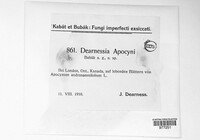 Dearnessia apocyni image